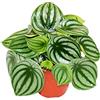 Exotenherz - Peperomia argyreia Watermelon - Peperone nano anguria - in vaso da 12 cm