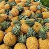 Generic semi di ananas, ananas, colonnari resistenti per il giardino da semi di colonnare giardino roccioso serre balcone vecchie 25pcs