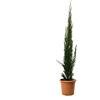 KENTIS - Cupressus Sempervirens Totem - Cipresso Pianta da Esterni Sempreverde - Pianta da Giardino Vera - H 100/125 cm Vaso Ø 20 cm