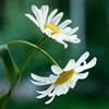 Generic 100 semi - White römische Kamille Staudenblumensamen