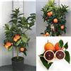 SAVINI VIVAI L'ARTE DI FARE NATURA SAVINI VIVAI Pianta di Arancio Albero di Agrumi Arancio Moro in Vaso da 20 cm Altezza 70 cm 2-3 Anni di innesto Made Italy