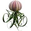 Generic Bellissime meduse con un raro grande riccio di mare rosso Tillandsia Curly Slim.