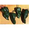 Country Creek Acres Pepe, semi di poblano pepe, organico, non OGM, 25 semi per pacchetto, mite peperoncino originari dello Stato di Puebla, in Messico