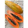 Seeds & Plants Shop by Ipsa Pezzi - 6x Carica Papaya Vallegrande Papaya Albero Giardino Piante - Seme ID1166 - Seeds & Plants Shop by Ipsa