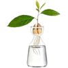 Syzplnwy Vaso per Avocado: Vetro Borosilicato per Germinazione dei Semi e Idroponica, Sicuro per l'Acqua Salata con Bordi Levigati, Decorazione Compatta per Casa/Ufficio (Donne)