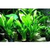 Aquarium Fan Various Species of Echinodorus x 5 Plants - Piante Vive per Acquario