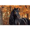 Jaeixouu Puzzle 1000 Pezzi Cavallo, Puzzle Autunno, Puzzles in Legno Sfide Divertenti Intrattenimento Creativo, Puzzles Classici Divertimento Confezione di Alta Qualità, Idea Regalo Donna, Decor, 75x50cm -2002