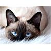 931 Puzzle 1000 Pezzi, Simpatico Gatto Gatto Siamese Multicolore Jigsaw Puzzles Bambini Intellettuale Educativo Gioco In Famiglia Decorazioni Adulti Puzzle Per Adulti