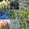 GardenersDream 5 x Erbe Miste - Erbe Sempreverdi da Esterno da 9 cm Coltivate nel Regno Unito