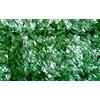VERDELOOK Sempreverde® Point, Siepe Artificiale 1.5x20 m, Foglia Lauro, Decorazioni Giardino