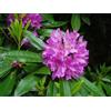 SVI Rosebay Rododendro, Rhododendron Massimo, 50 Semi