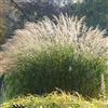Bloomique - Set di 3 - Miscanthus sinensis - Miscanto - Graminacea - Resistente al freddo - Altezza 10-20 cm - Vaso 9x9 cm