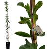 acquaverde | Pianta di Corbezzolo (Arbutus Unedo) 150 cm, Albero da Frutto Sempreverde, 1 Anno di Vita, Resistente al Freddo e alla Siccità, Facile da Coltivare, Ideale per Giardino, Vaso e Siepi