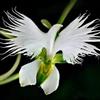 Generic semi di habenaria radiata - serie rare - orchidea, luoghi soleggiati orchidea airone bianco selvatici da balcone, recisi 300pcs