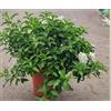 Zepre Pianta Solanium, Lilium Favoloso Giglio delle Valli, Vaso 14cm, Verde, Made in Italy
