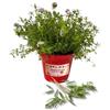 P. Piantine da Orto | Santoreggia, Pianta in Vaso Diametro 14 cm, Pianta Pronta per il Trapianto, Pianta Vera da Esterno, Vivaio Italiano