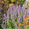 Bloomique - Set di 3 - Agastache Blue Fortune - Pianta a goccia - Ricca fioritura - Attrae api e farfalle - Resistente all'inverno - Perenne - Altezza 10-20 cm - Vaso 9 cm
