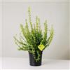 Plantì EUONYMUS FORTUNEI Arbusto sempreverde da esterno, vaso da 19 cm. Piante vere per giardino e terrazzo con foglie dorate bordate di verde. 6 mesi di concimazione inclusi (Gold).
