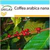 SAFLAX - Confezione regalo - Pianta di caffè - 8 semi - Coffea arabica nana