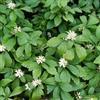 Generic 6x Pachysandra terminalis 'Green Carpet' - Vaso 9x9 cm - copertura del suolo compatta