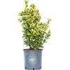 Vannucci Piante - Euonymus japonicus Elegantissimus Aurea, Evonimo Elegantissimus Aureus, Evonimo del Giappone, Pianta vera in vaso di Vannucci Piante, Cespuglio, Pianta da siepe, Pianta da terrazzo