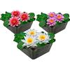 vdvelde.com vdvelde - Set Grandi Ninfee - 3 Ninfee Rosse Bianche Rosa in Cestello - Set Completo Piante Laghetto con Substrato, Fertilizzante & Ghiaia - Per Laghetto 10-100 cm di Profondità