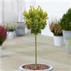 GardenersDream Albero di melograno nano da giardino pronto per esterni, resistente, in vaso da 3L.