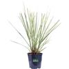 eGarden.store Pianta di Erba della Pampas Pianta di Cortaderia Selloana pianta da esterno pianta graminacea pianta vera di Erba Pampas venduta da eGarden.store (Mini Gold Pampas)