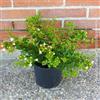 Generico Abelia Grandiflora, 2 piante alte 30/40 cm, vaso 16