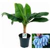 POWERS TO FLOWERS - BANANO A FRUTTO BLU, (BLUE JAVA) VASO 17CM, PIANTA DEL BANANO, pianta vera