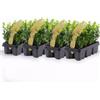 Vivaio di Castelletto Bosso Buxus microphylla Faulkner 24 piante da siepe sempreverde in vaso bio ø9 cm Vivaio di Castelletto