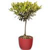 Bonplants Alberello di Ulivo Vero, Olea Europaea, Pianta Longeva e Simbolica, Vaso 17 cm, h 60 cm (Vaso Rosso)