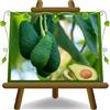 EURO PLANTS VIVAI Avocado Varietà Fuerte Pianta da Frutto Esotico o Tropicale su Vaso 15x35 cm Altezza 150 cm