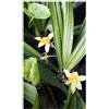 Seeds & Plants Shop by Ipsa Pezzi - 10x Curculigo Orchioides più di un Anno Giardino Piante - Seme ID877 - Seeds & Plants Shop by Ipsa