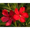 Vivaio di Castelletto Oleandro a cespuglio Rosso Intenso Nerium Oleander pianta in mastello ø40 cm h. 150/200 cm Vivaio di Castelletto