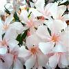 Vivaio di Castelletto Oleandro Bianco Rosato Nerium Oleander pianta in vaso ø18 cm Vivaio di Castelletto