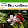 SAFLAX - Achiote - 20 semi - Con substrato - Bixa orellena