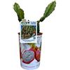 Fiori Commestibili BIO Pianta di PITAYA - Il Frutto del Drago - Azienda agricola Carmazzi