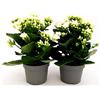 POWERS TO FLOWERS - KALANCHOE CALANDIVA BIANCO, 2 PIANTE, Vaso 12cm, piante vere