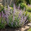 Bloomique - Set di 6 - Nepeta faassenii - Pianta Ornamentale gatta - Resistente - Perenne - Amica delle api - Altezza 10-20 cm - Vaso da 9 cm