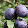Vivai Decandia Giovanni PIANTA DA FRUTTO SUSINO REGINA CLAUDIA VIOLETTA in vaso 20 età 2/3 anni