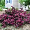 Vivaio di Castelletto Weigela Florida Victoria pianta in vaso ø18 cm h 80/100 cm Vivaio di Castelletto