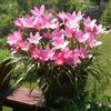 MHTSNW Lampadine Profumate,Bulbi Di Giglio Di Pioggia,Fiori Decorativi,Naturale, Salutare,Purificazione Dell'Aria,Lungo Periodo Di Fioritura-5 Bulbi-A