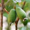 Vivai Decandia Giovanni PIANTA DA FRUTTO FEIJOA in vaso 18 età 2/3 anni