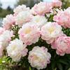 CUIKWA Peonia profumata/Per abbellire il giardino/Facile da coltivare e fiorisce nello stesso anno-1 PCS-G