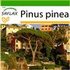SAFLAX - Pino marittimo - 6 semi - Con substrato - Pinus pinea