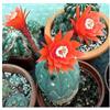 Seeds & Plants Shop by Ipsa Pezzi - 10x Matucana Madisoniorum Zwergkaktus Cactus Piante - Seme ID1762 - Seeds & Plants Shop by Ipsa