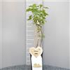 SAVINI VIVAI L'ARTE DI FARE NATURA SAVINI VIVAI Pianta di Ribes Medio Precoce Bianco Werdavia Piante di Frutti di Bosco Albero in vaso 11x11 cm Altezza 50 cm Made in Italy