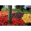 Arbenz Trucioli di legno decorativi, colorati, corteccia colorata, corteccia da giardino, 20 kg (marrone)