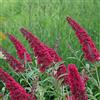Generic Budleja davidii Royal Red - Fiore rosso - lancia foglie - Attraente farfalle - Vaso 17 cm altezza 25 cm